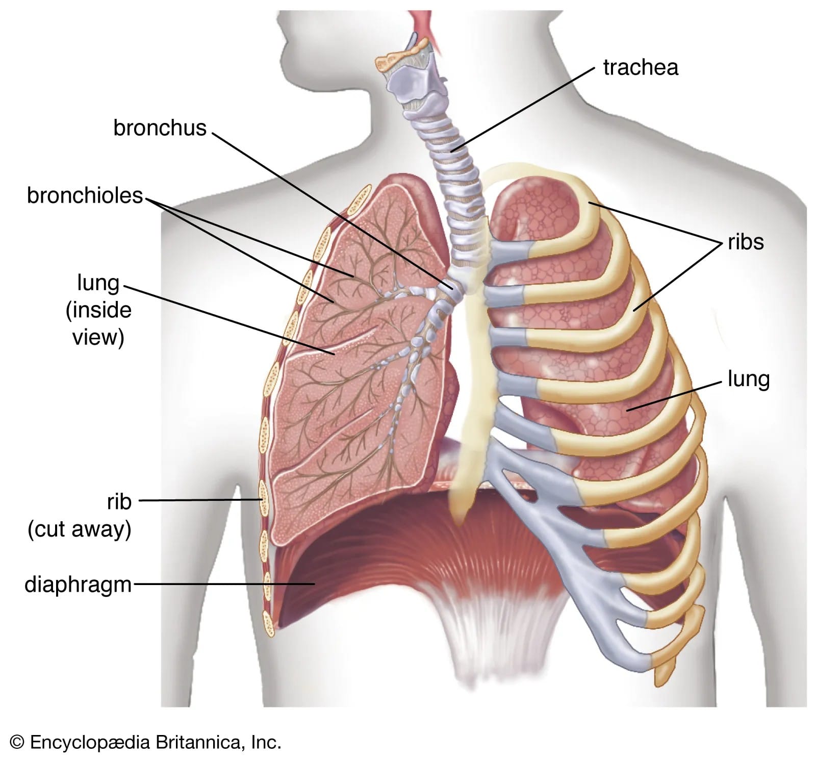 Respiratory System